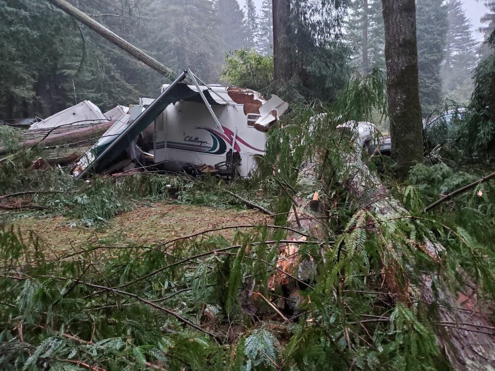 Redwood Tree down